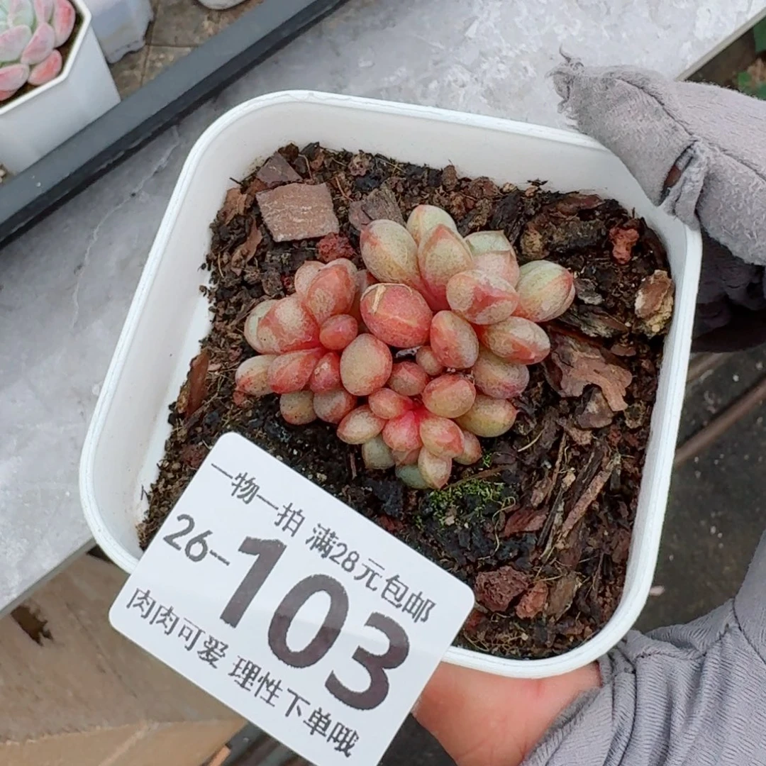葡萄无盆土发货无盆土发货无