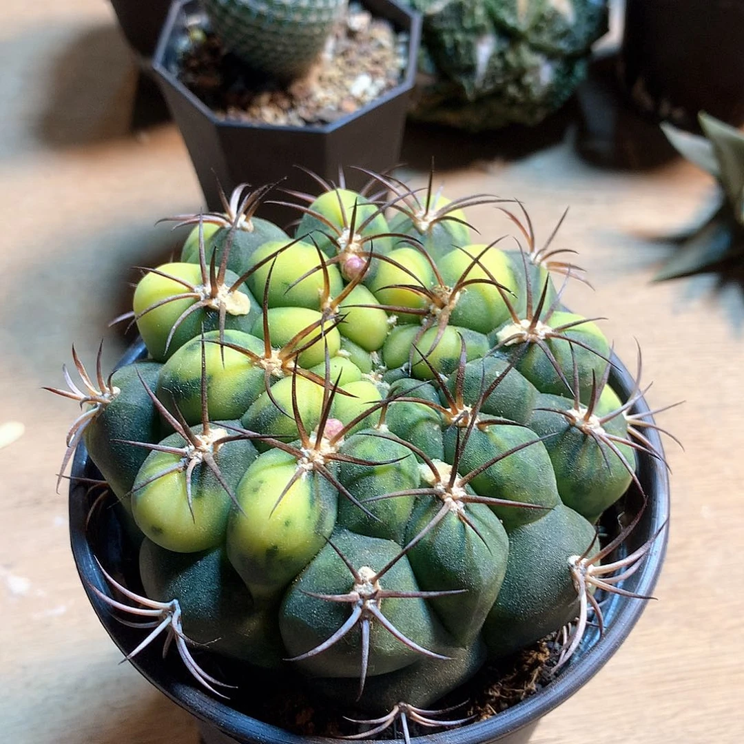 新天地锦