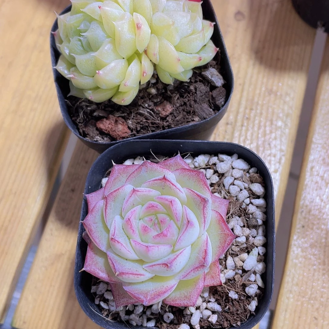 349号 精品麦秆女王