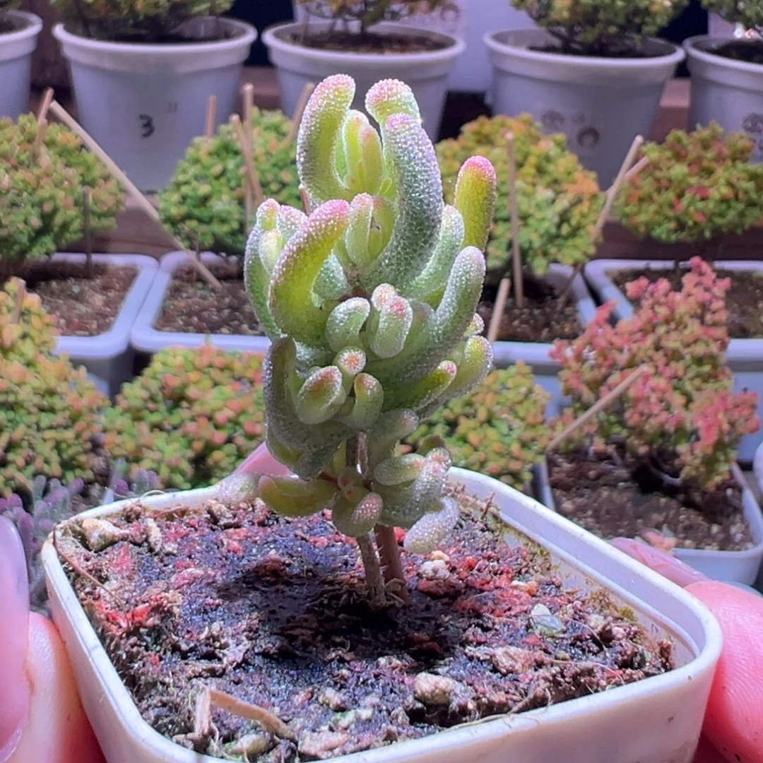 61钻石黄一物一拍带盆土发货