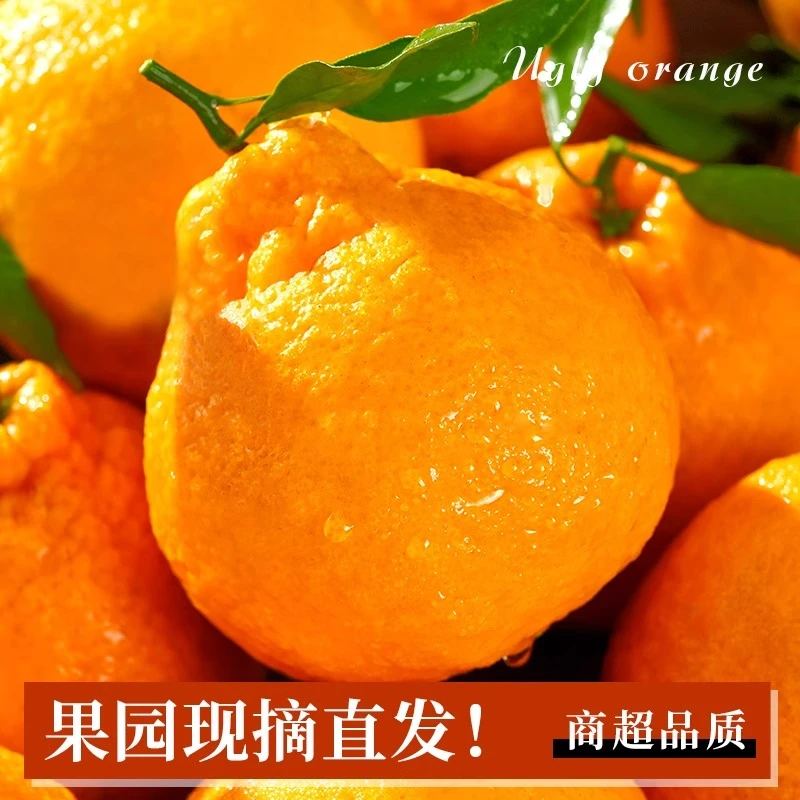 不知火丑橘四川产地新鲜采摘丑八怪当季时令整箱五斤包邮非粑粑柑