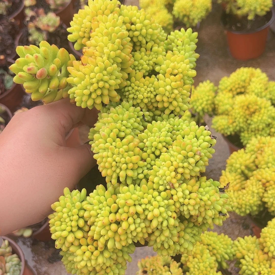 春萌缀化两盆露养
