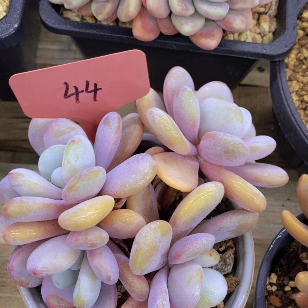 清货转场，一物一拍，看准下单