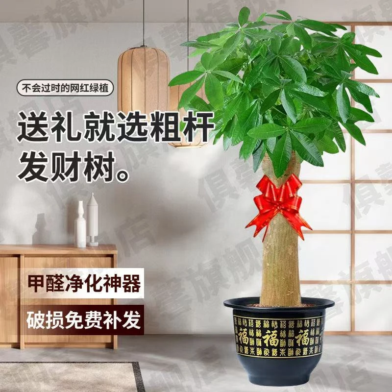 霸气巨粗杆1.5米—1.8米财大气粗发财树客厅适用送货上门绿植盆栽