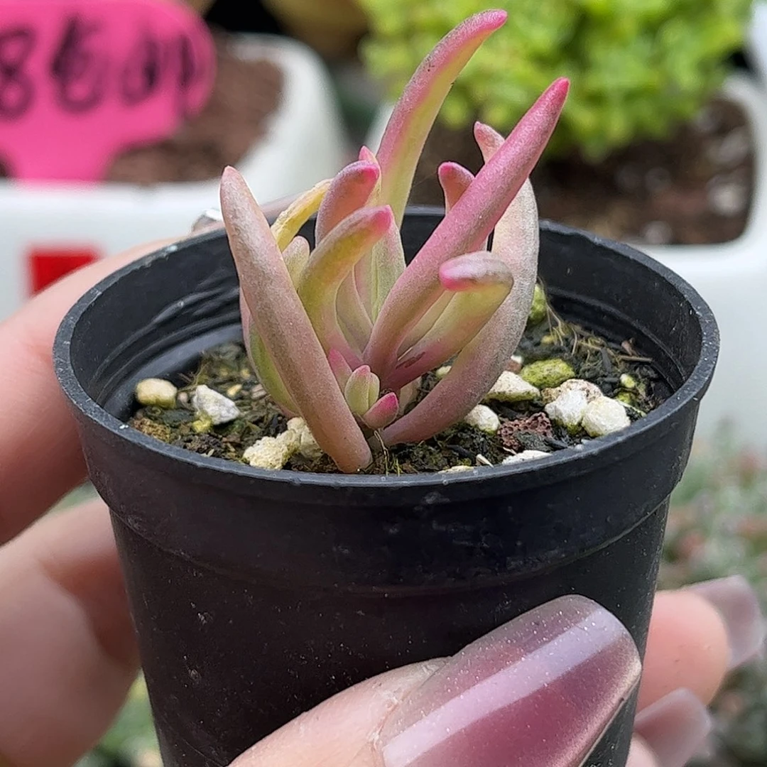 33冰花锦优选枝干番杏