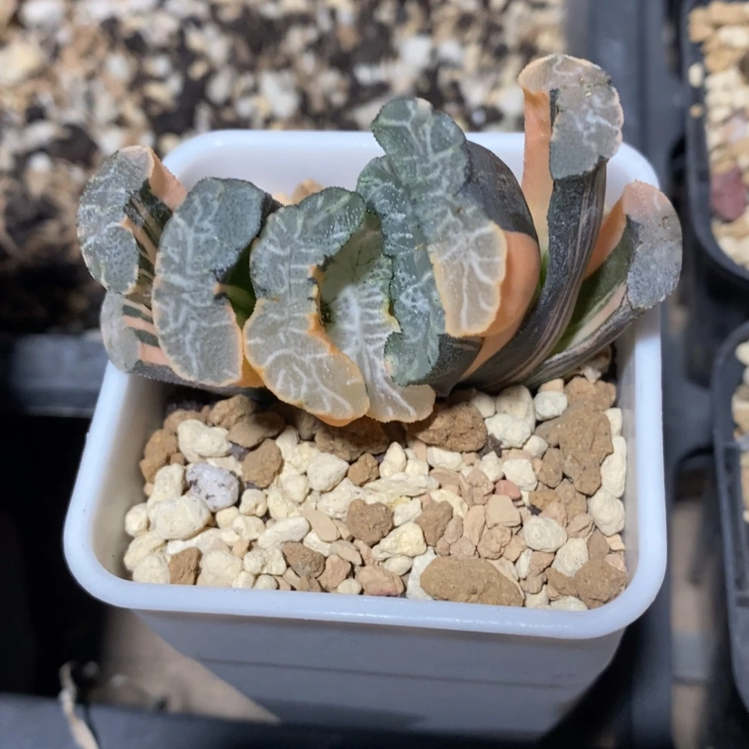 一颗实生玉扇锦 开播福利