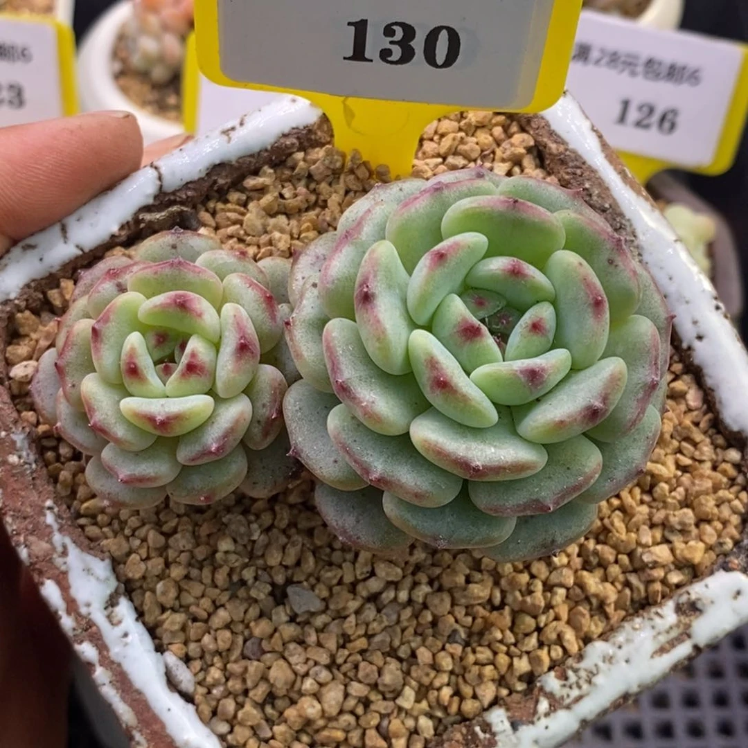 6130白胖子老桩丸叶双