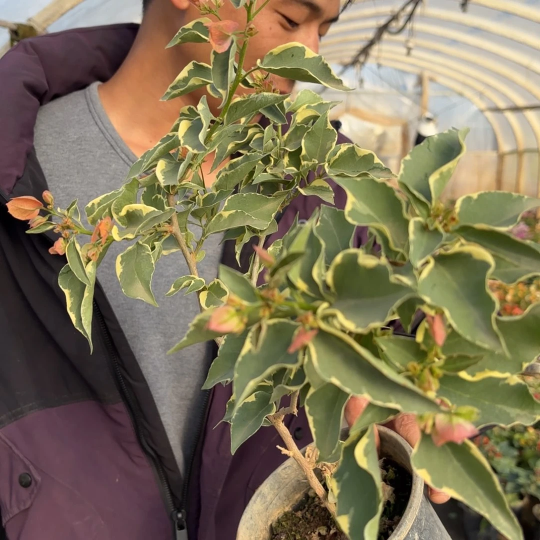 全部花苞（马斯佩拉克）三角梅会落花落叶会光杆苗有大有小