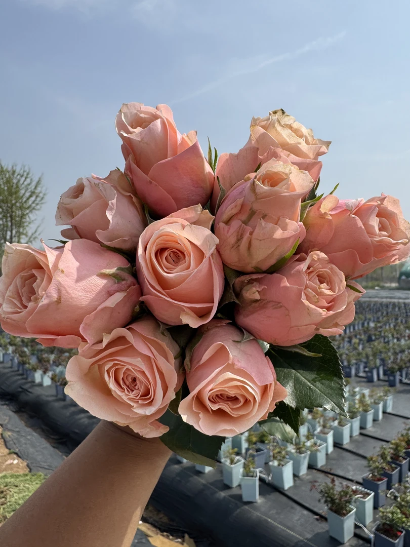 老磨盘【漂亮枕头】月季