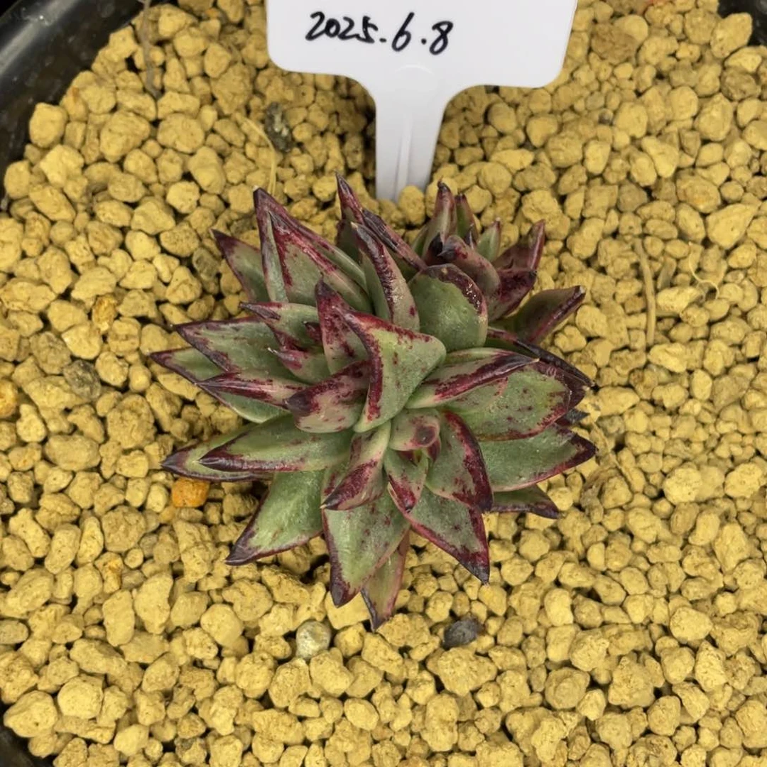 胜*多肉植物，山人园艺，c