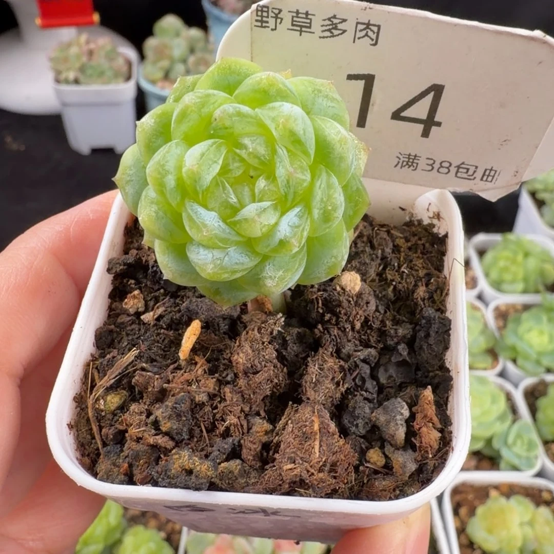 白冰单头福利14号一颗