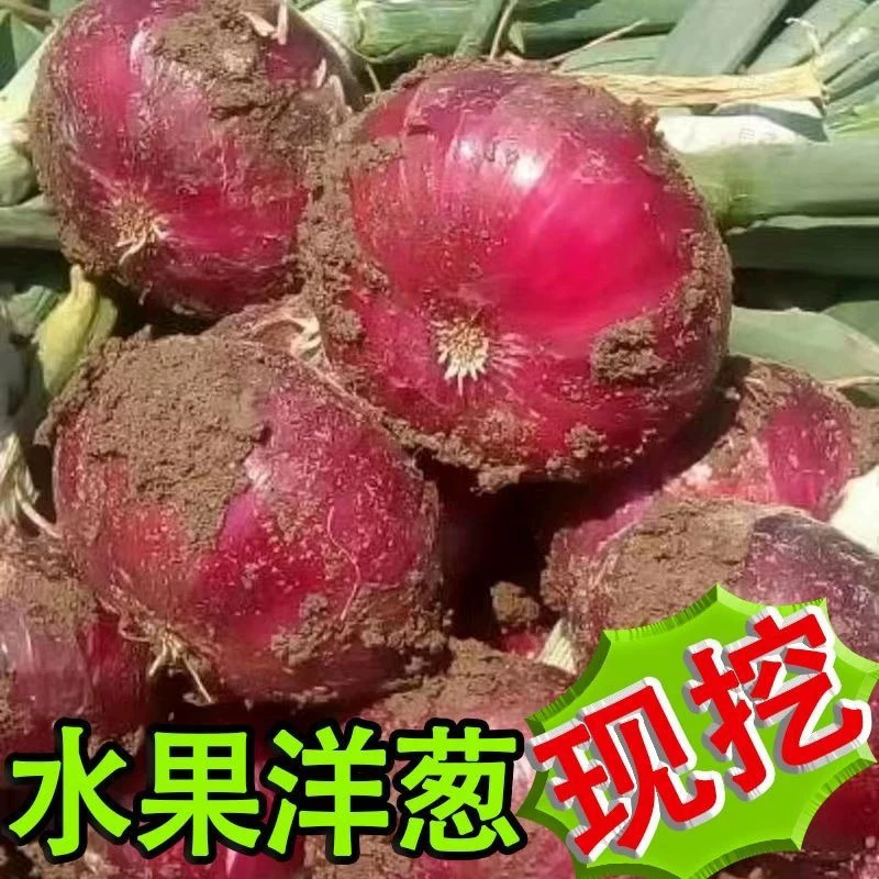 河南开封新鲜现挖可生吃的水果扁洋葱口感脆甜