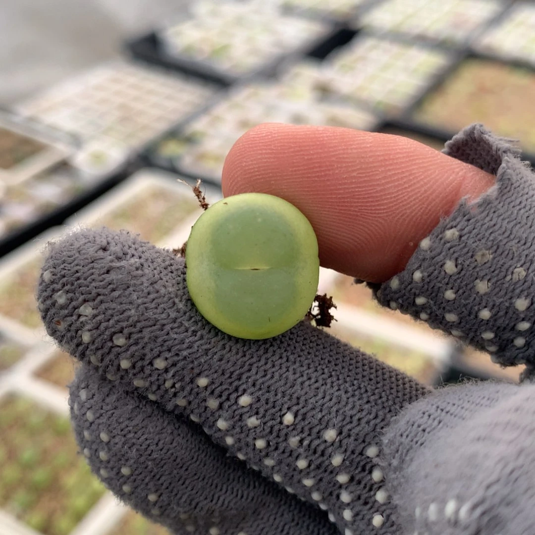 596紫皮拉登一颗