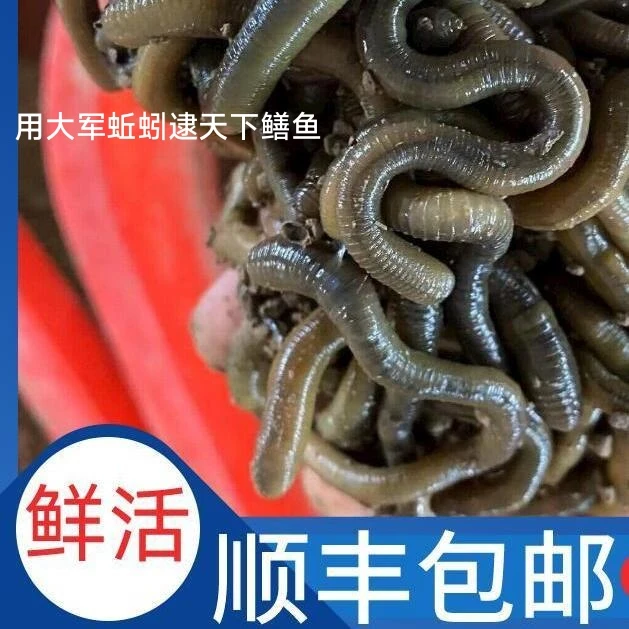 鲜活青蚯蚓黑蚯蚓特大号臭腥味钓黄鳝钓鱼活体垂钓活饵