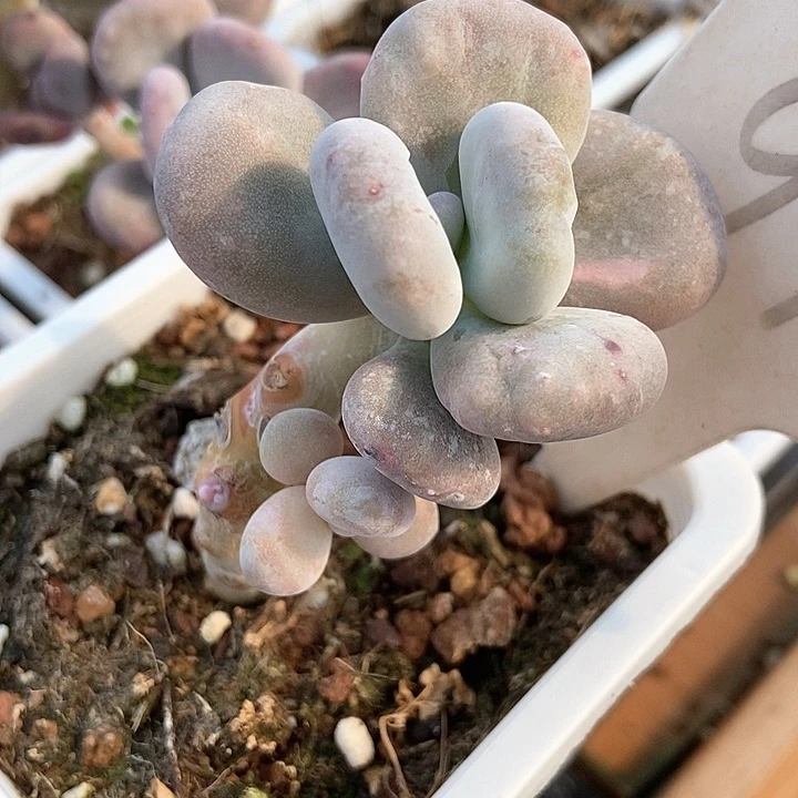 多肉植物奶酪石化993