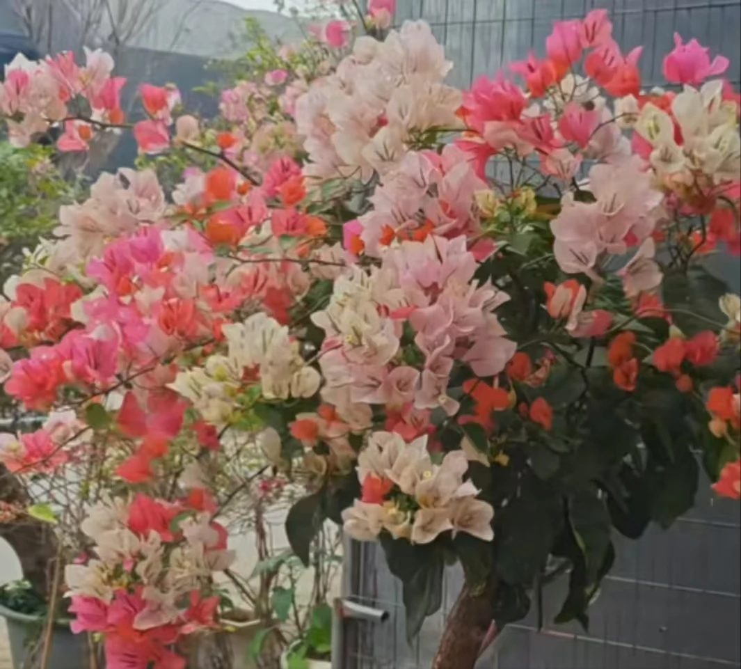 橙口红筷子苗三角梅毅彬三角梅基地