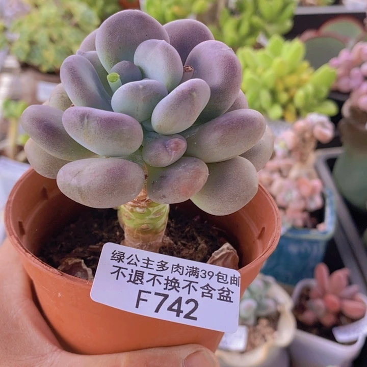 月美人单头742多肉植物