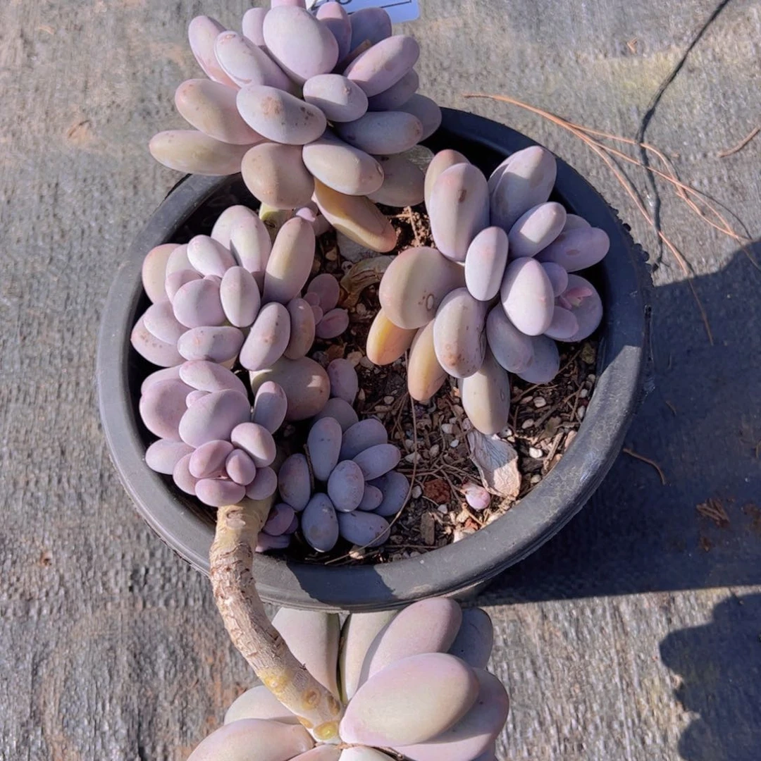 因**有奶酪2373一物一拍