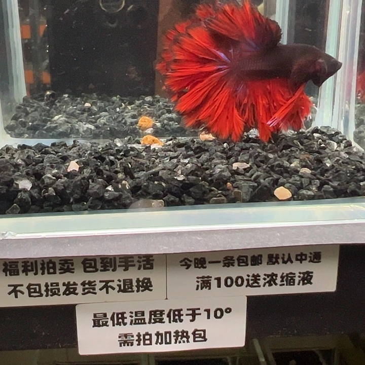 斗鱼竞拍跑单拉黑25日70