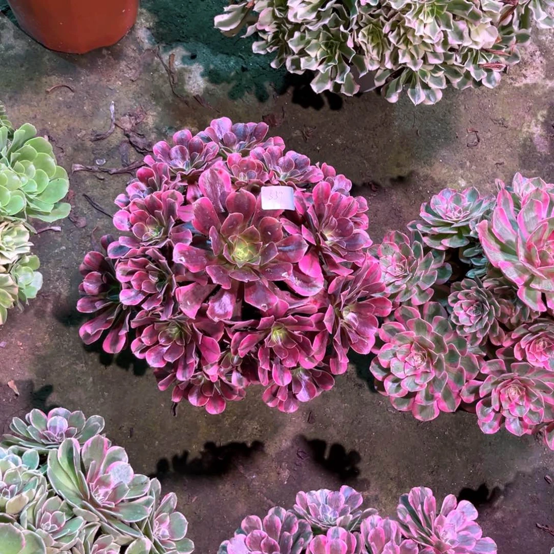 多肉植物美杜莎00539