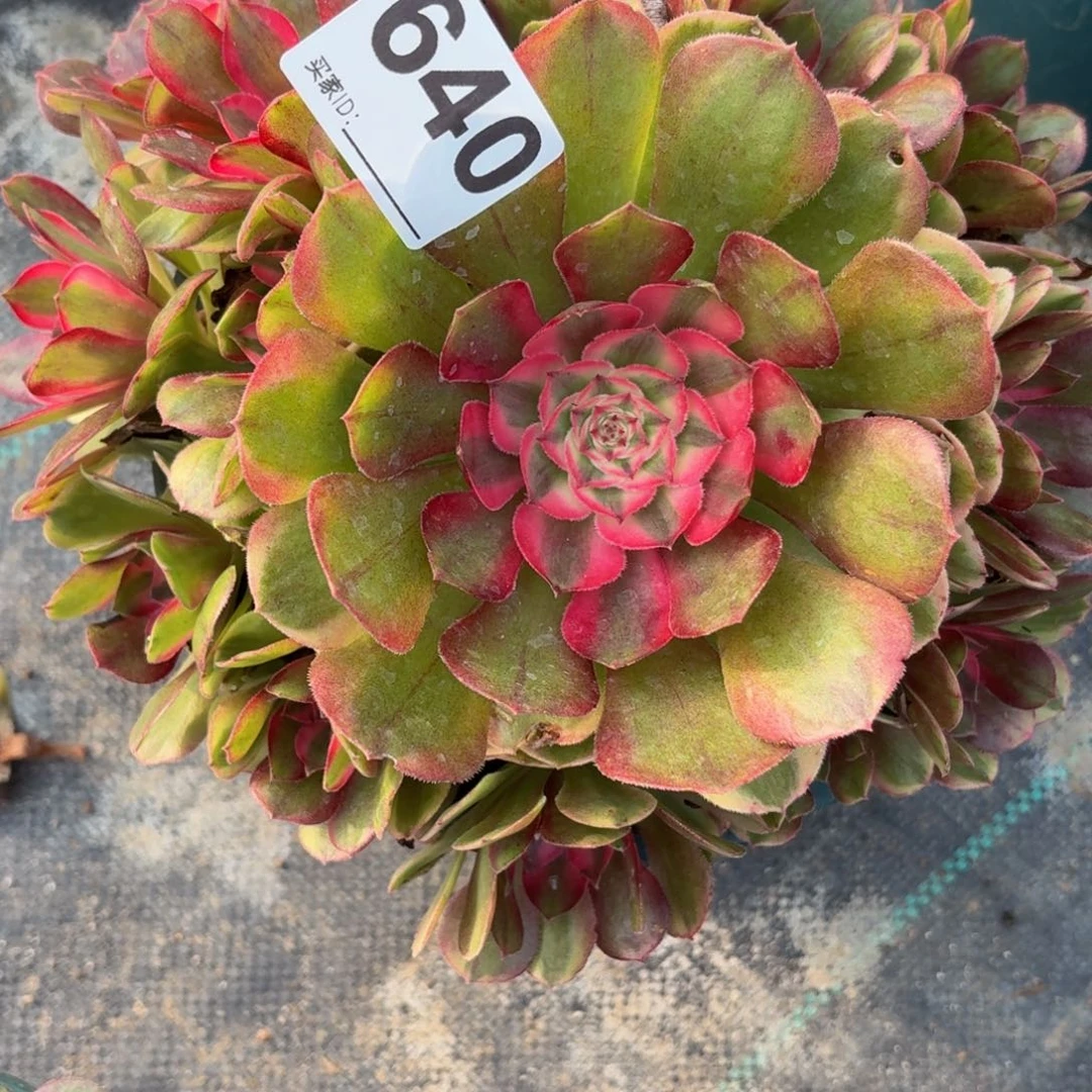 640荔枝多肉植物福利