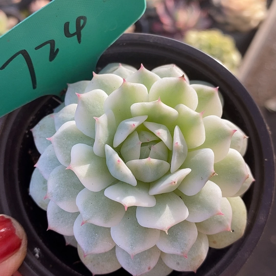 724静夜哈哈哈哈哈哈