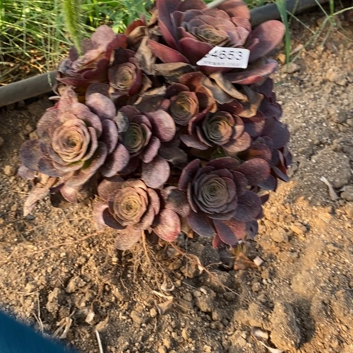 04653美金玫瑰金多肉