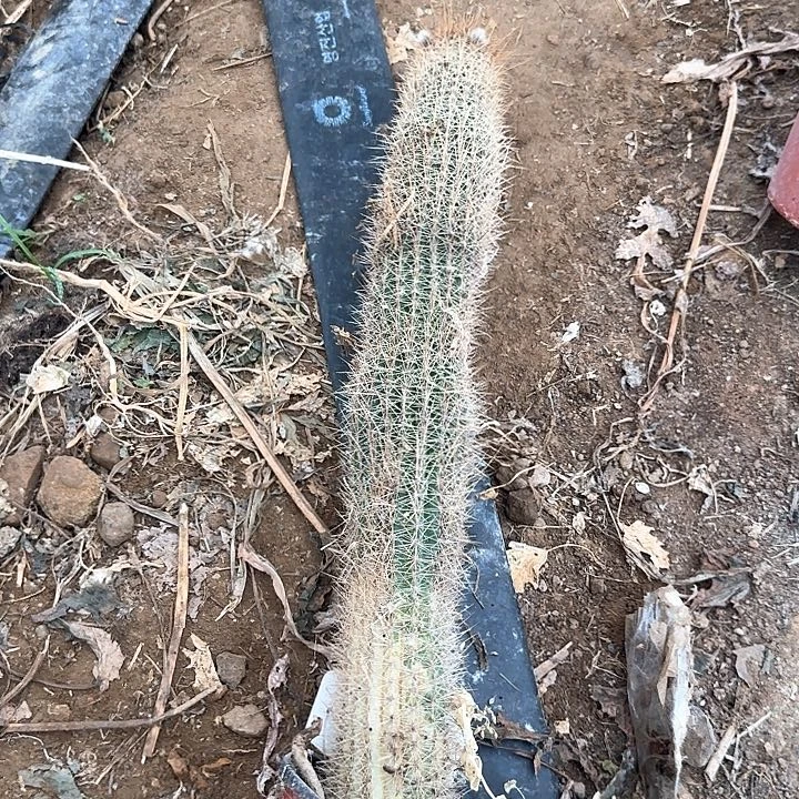 蹦***蹬金牛凝胶35得毛花柱