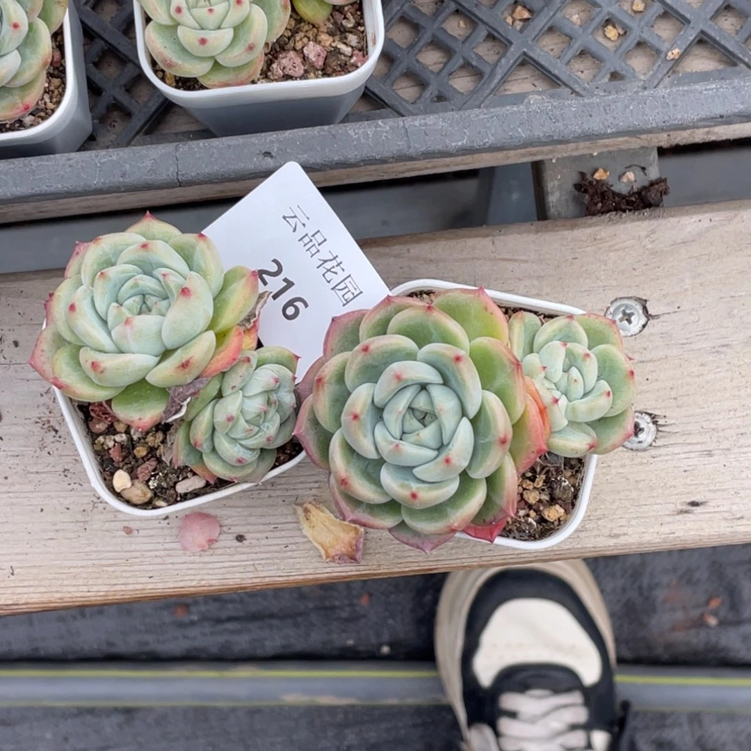 喵***喵216号糖心冰心珍妮2