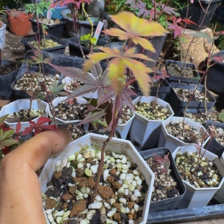 无花朵抓****间日本原生枫树籽播苗