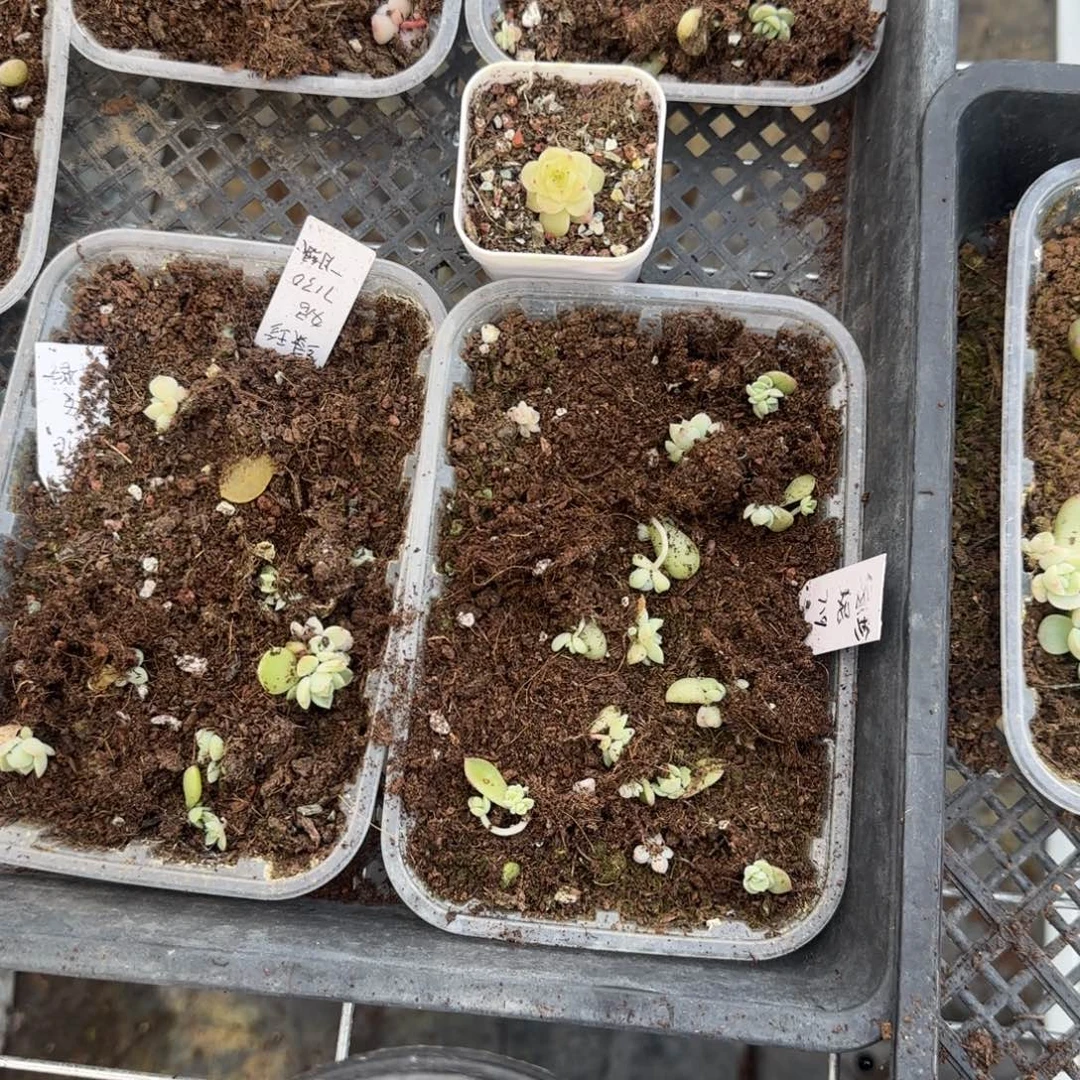 绿珍妮 穴一个满25包邮