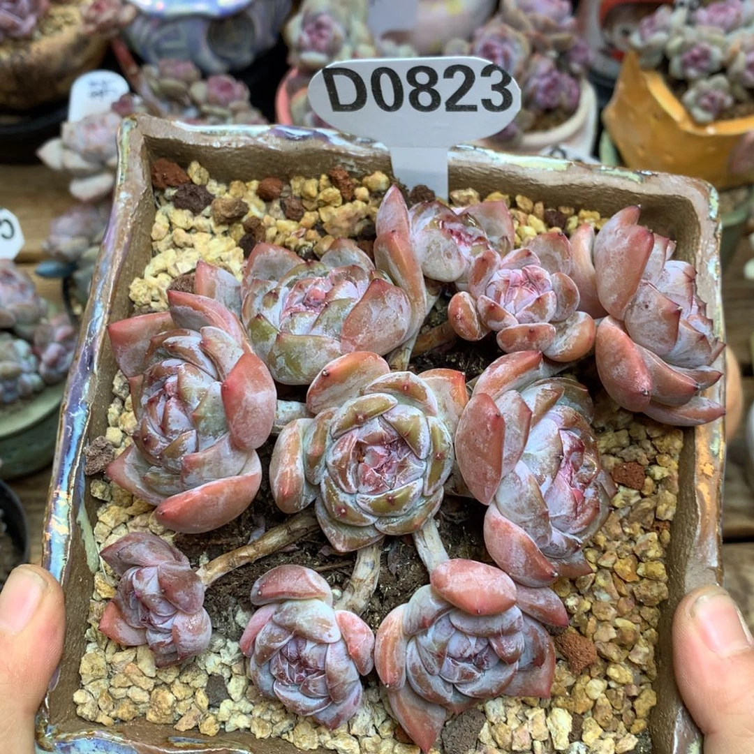 D0823 星影老桩 福利 14cm