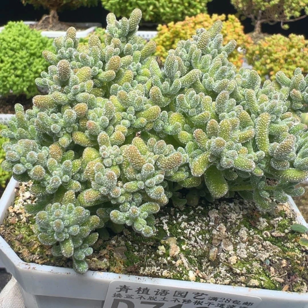 ****D7193冰晶一物一拍