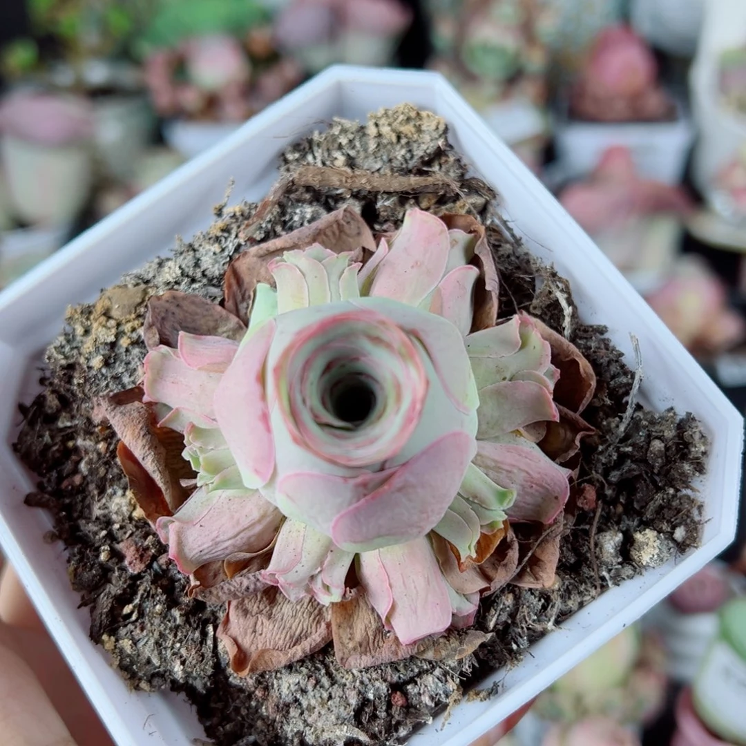 321水蜜桃手捧花。