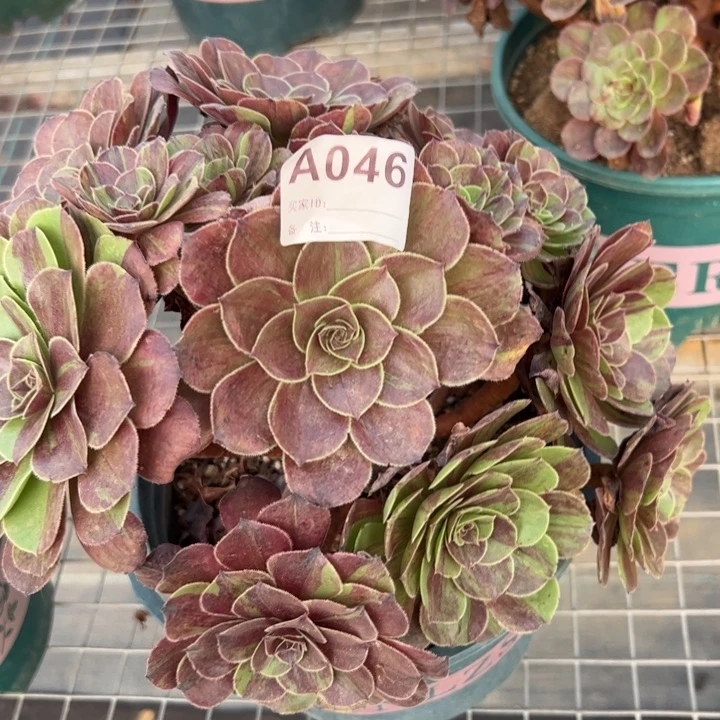 046花月夜22厘米