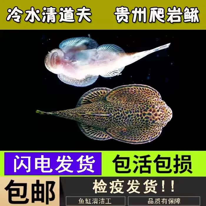 贵州爬岩鳅琵琶鱼双吸盘冷水清道夫不加温除藻鱼缸清洁工原生鱼