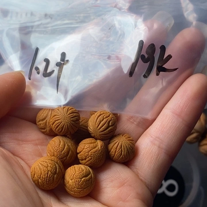 手串文玩核桃秦岭野生龙纹桃核12