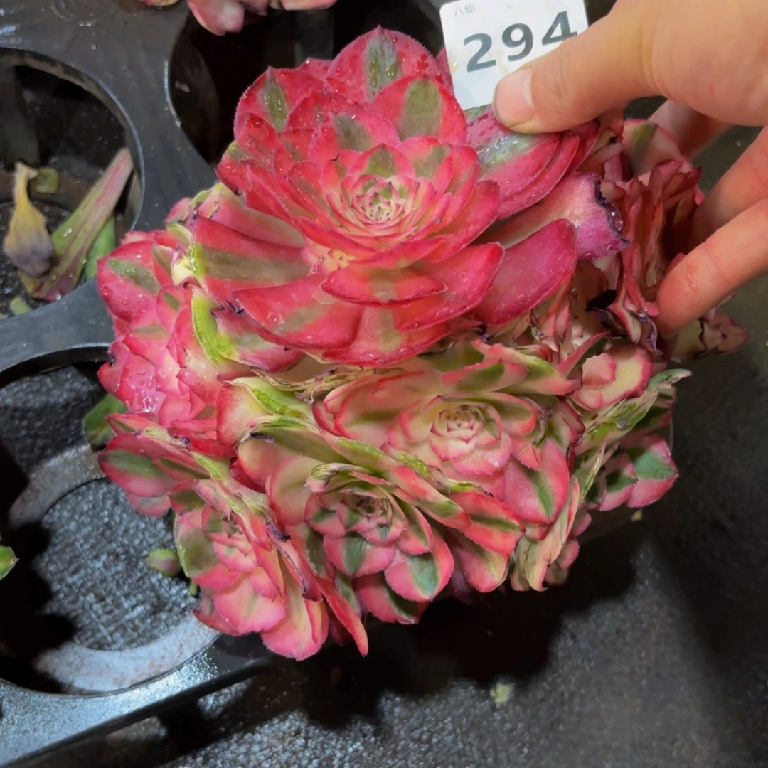 294多肉植物荔枝无根