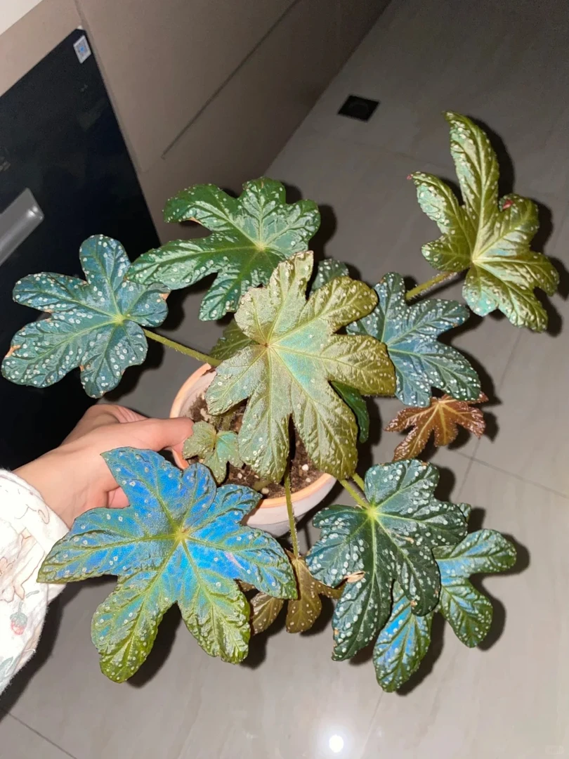 掌叶星空秋海棠热植耐热耐阴室内客厅盆栽绿植