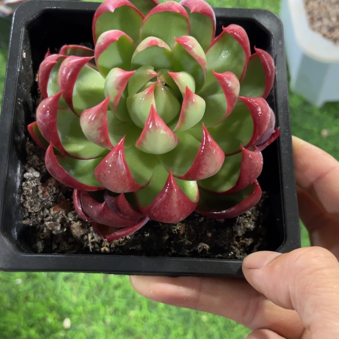 海**惊鸿仙子一物一拍