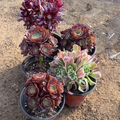 699多肉植物组合