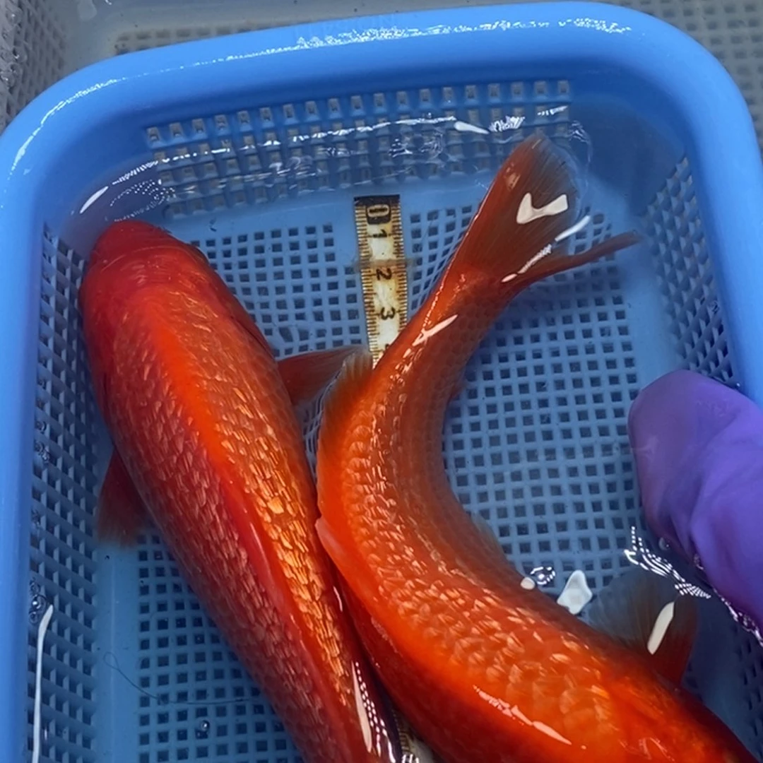 锦鲤冷水锦鲤包邮