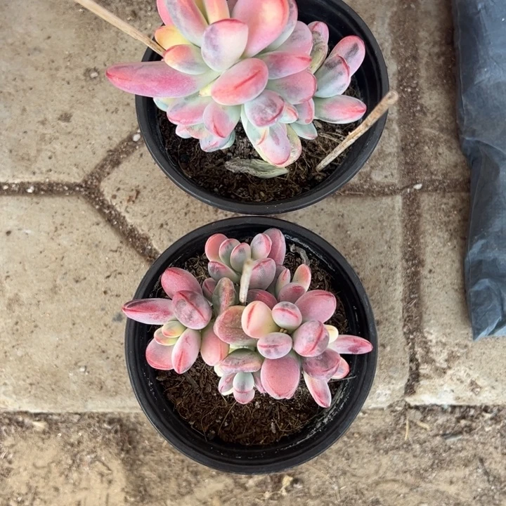 用***9带盆发货乒乓福娘锦 2盆3638 3683号