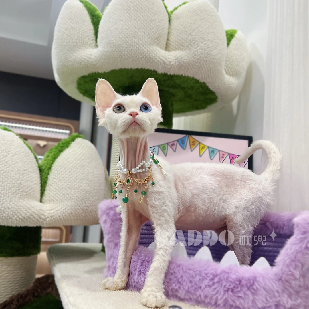 Caddo德文卷毛猫-纯白异瞳妹妹（白桃）