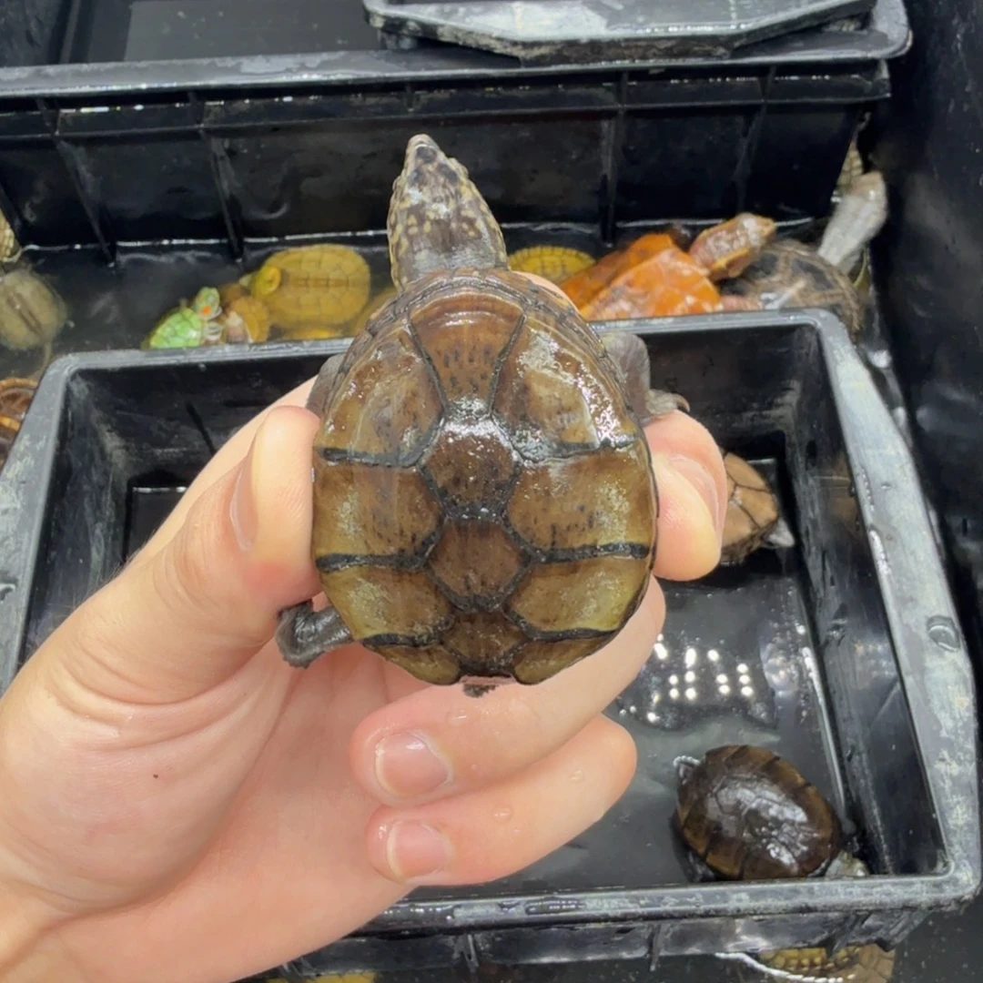 不分公母宠物龟东方瑕疵