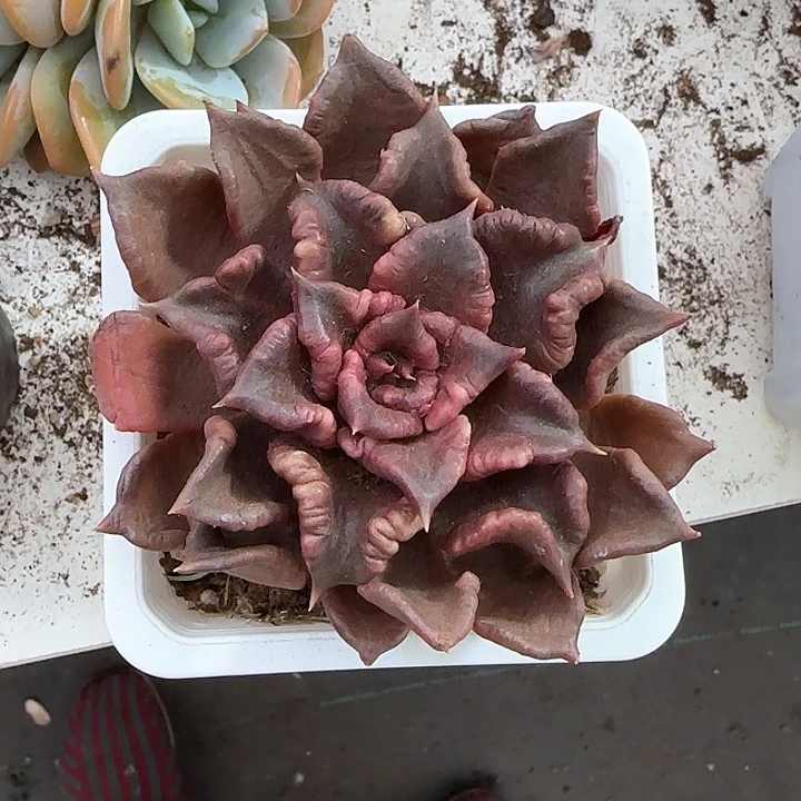 青蛙王子儿童牙膏111