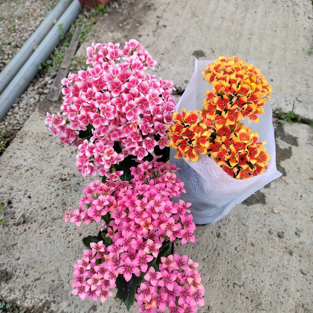福利款单瓣长寿花,17号链接开花苗,三个不同色赠花后花1个