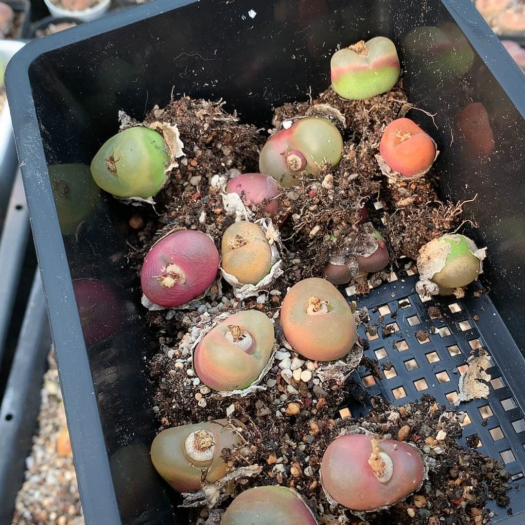 浅*~C147多肉植物保护