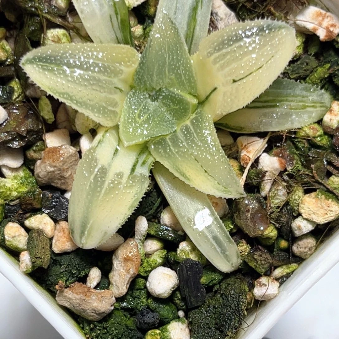 恭喜发财大吉大利1117