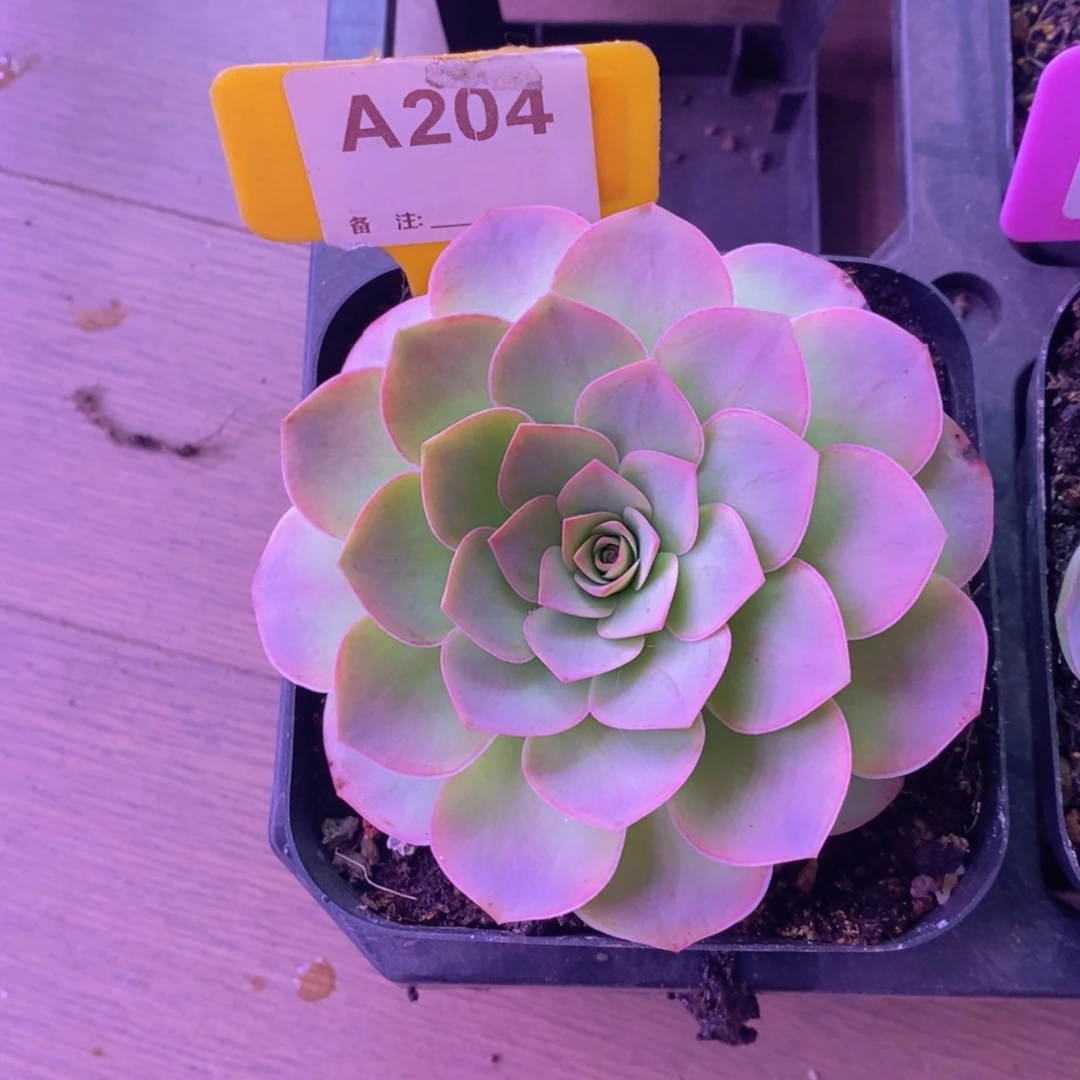 尖****?追光者玫瑰生长期A204